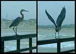(16) great blue heron montage.jpg    (1000x720)    289 KB                              click to see enlarged picture